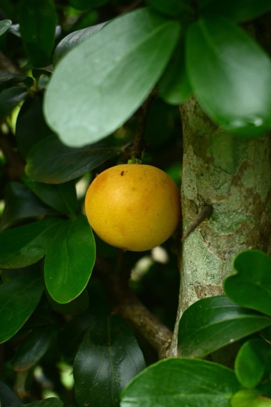 Ripe yellow garcinia fruit hanging among dark green leaves