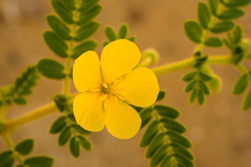 Yellow Tribulus terrestris flower with small paired leaves